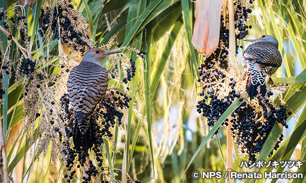 ハシボソキツツキ　Northern flicker