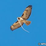 アカオノスリ　Red-tailed Hawk