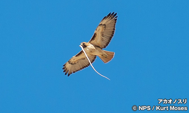 アカオノスリ　Red-tailed Hawk