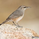 イワミソサザイ　Rock wren