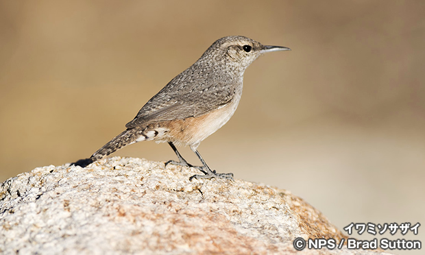 イワミソサザイ　Rock wren