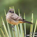 チャイロツキヒメハエトリ　Say's Phoebe