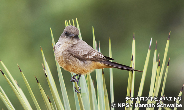 チャイロツキヒメハエトリ　Say's Phoebe