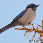 アメリカカケス　Scrub Jay