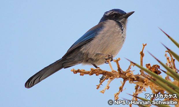 アメリカカケス　Scrub Jay