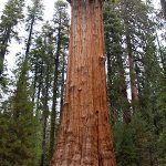 シャーマン将軍の木　General Sherman Tree