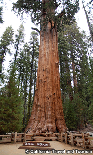 シャーマン将軍の木　General Sherman Tree