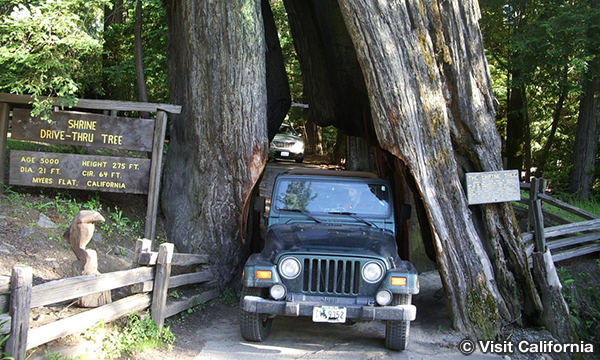 シュライン・ドライブスルー・ツリー　Shrine Drive Thru Tree