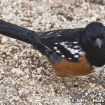 ホシワキアカトウヒチョウ　Spotted Towhee