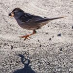 ミヤマシトド　White-crowned sparrow