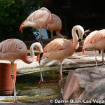 フラミンゴ・ワイルドライフ・ハビタット　Flamingo Wildlife Habitat