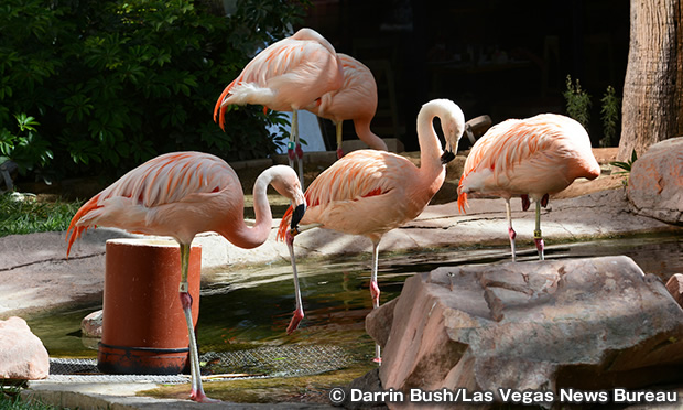 フラミンゴ・ワイルドライフ・ハビタット　Flamingo Wildlife Habitat