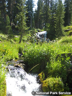 パラダイスメドウ トレイル　Paradise Meadows Trail