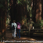 ファイファー・ビッグサー州立公園 Pfeiffer Big Sur State Park