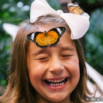 バタフライ・パレス The Butterfly Palace