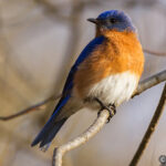 ルリツグミ(Eastern Bluebird)