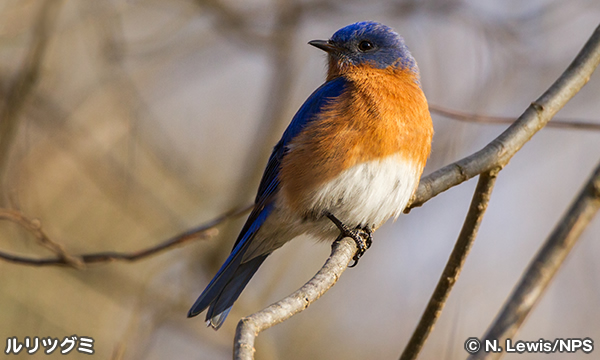 ルリツグミ（Eastern Bluebird）
