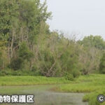 グレートリバー国立野生動物保護区 Great River National Wildlife Refuge