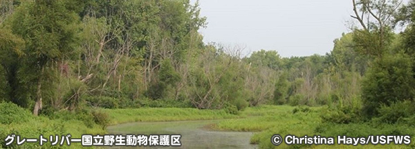 グレートリバー国立野生動物保護区　Great River National Wildlife Refuge