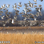 スワンレイク国立野生動物保護区 Swan Lake National Wildlife Refuge