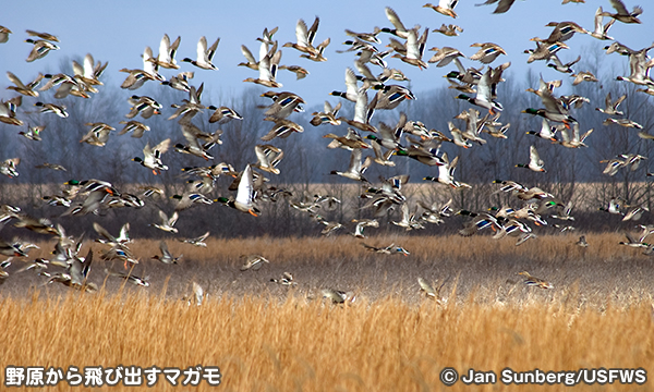 スワンレイク国立野生動物保護区　Swan Lake National Wildlife Refuge