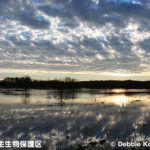 ミンゴ国立野生生物保護区 Mingo National Wildlife Refuge