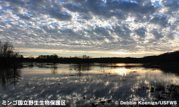 ミンゴ国立野生生物保護区　Mingo National Wildlife Refuge