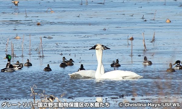グレート リバー国立野生生物保護区でバードウォッチング