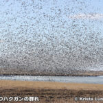 ロエス・ブラフス国立野生動物保護区 Loess Bluffs National Wildlife Refuge