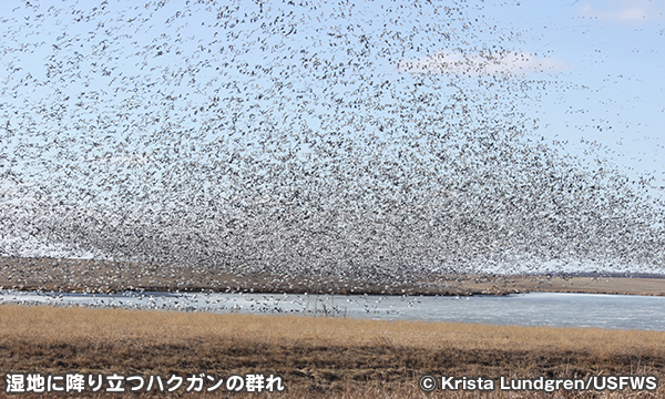 ロエス・ブラフス国立野生動物保護区　Loess Bluffs National Wildlife Refuge