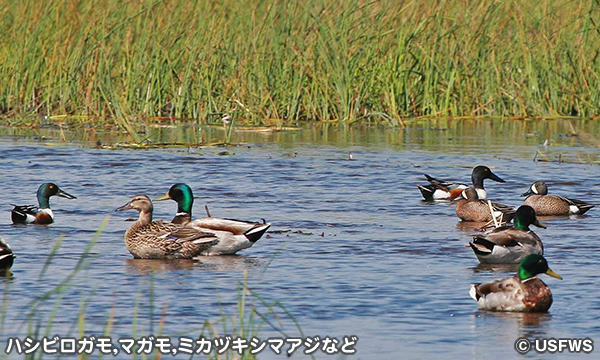 クラランス・キャノン国立野生動物保護区