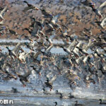 グレート リバー国立野生生物保護区でバードウォッチング