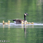 ハッチー国立野生動物保護区 Hatchie National Wildlife Refuge