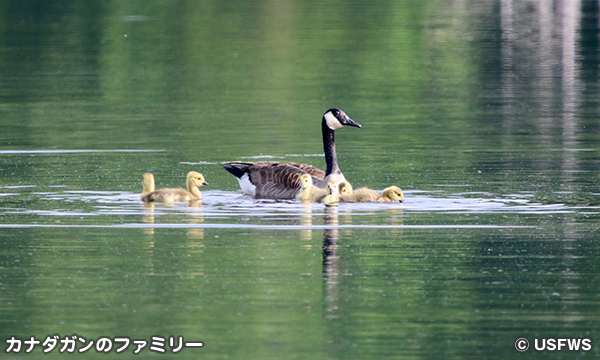 ハッチー国立野生動物保護区　Hatchie National Wildlife Refuge