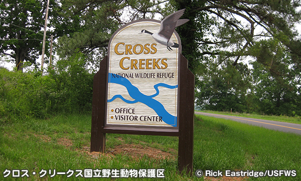 クロス・クリークス国立野生動物保護区　Cross Creeks National Wildlife Refuge
