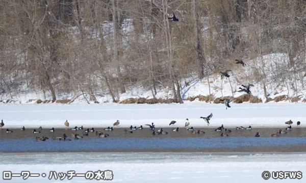 ローワー・ハッチー国立野生動物保護区