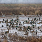 リールフット国立野生生物保護区 Reelfoot National Wildlife Refuge