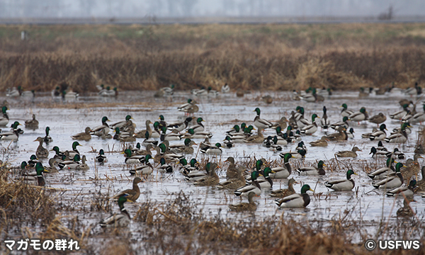 リールフット国立野生生物保護区　Reelfoot National Wildlife Refuge