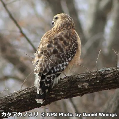 チカソー国立野生動物保護区