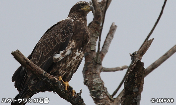 ハッチー国立野生動物保護区