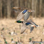 ローワー・ハッチー国立野生動物保護区 Lower Hatchie National Wildlife Refuge