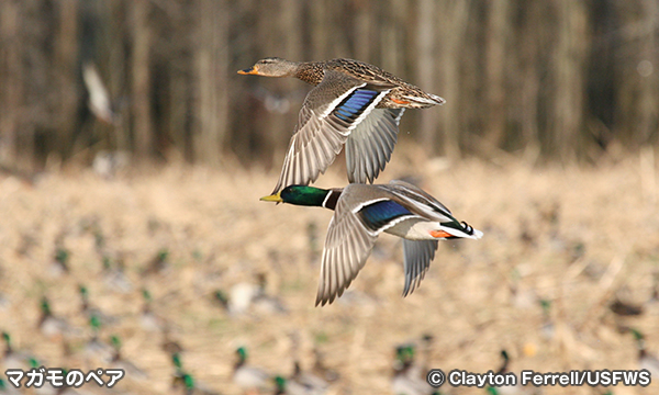 ローワー・ハッチー国立野生動物保護区　Lower Hatchie National Wildlife Refuge
