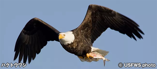 ハクトウワシ