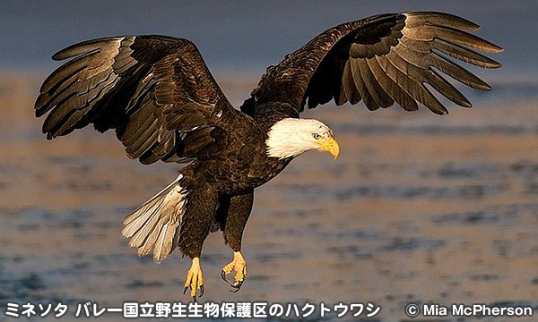 ハクトウワシ