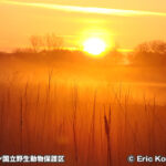ビッグ・ストーン国立野生動物保護区 Big Stone National Wildlife Refuge