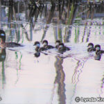 アガシーズ国立野生動物保護区 Agassiz National Wildlife Refuge