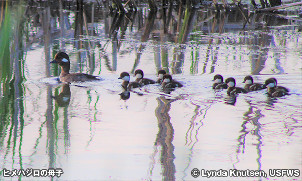 アガシーズ国立野生動物保護区　Agassiz National Wildlife Refuge