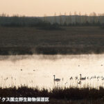 デトロイト・レイクス湿地管理地区 Detroit Lakes Wetland Management District