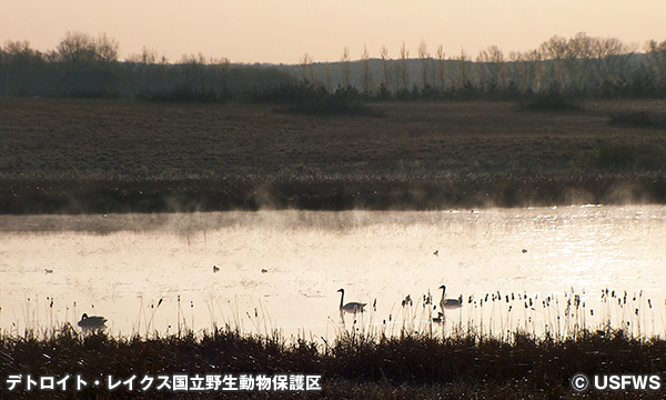 デトロイト・レイクス湿地管理地区　Detroit Lakes Wetland Management District