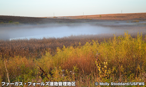 ファーガス・フォールズ湿地管理地区　Fergus Falls Wetland Management District